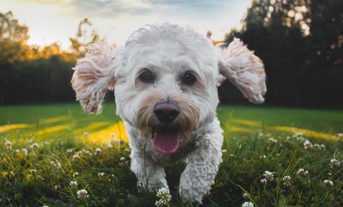With lots of walks, dogs will love the park.